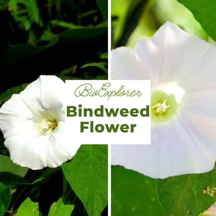 Bindweed