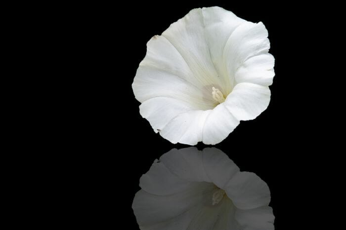 Bindweed Flower