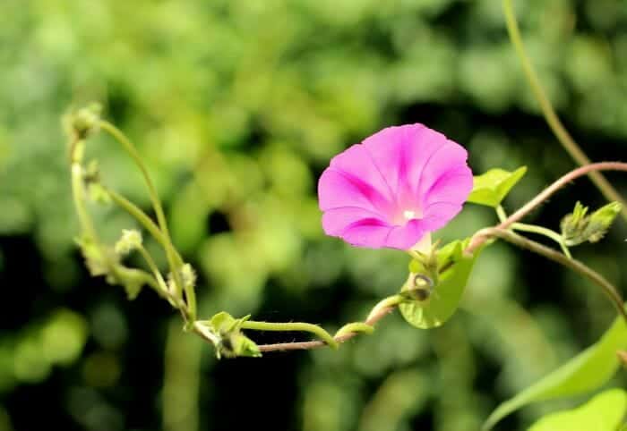 Bindweed Flower Pink