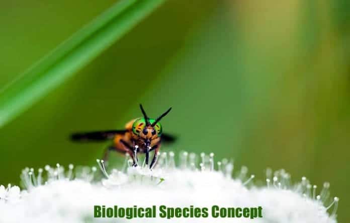Biological Species Concept: Defining A Species | BioExplorer.Net