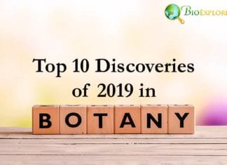 Botany Discoveries in 2019