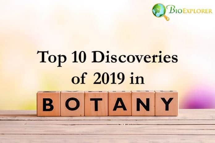 Botany Discoveries in 2019