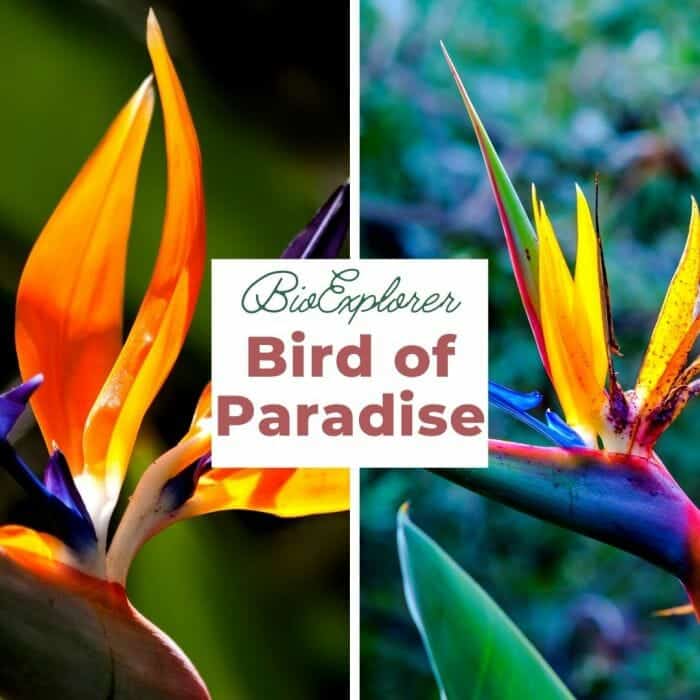 Bird Of Paradise