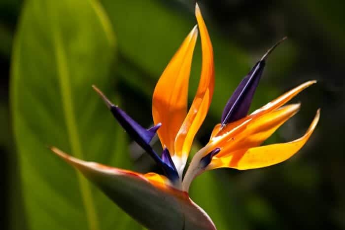 Bird Of Paradise Flower