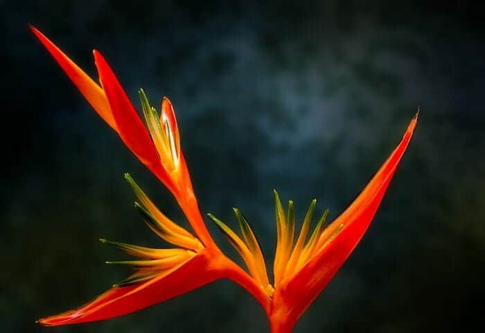 Bird Of Paradise Flowers