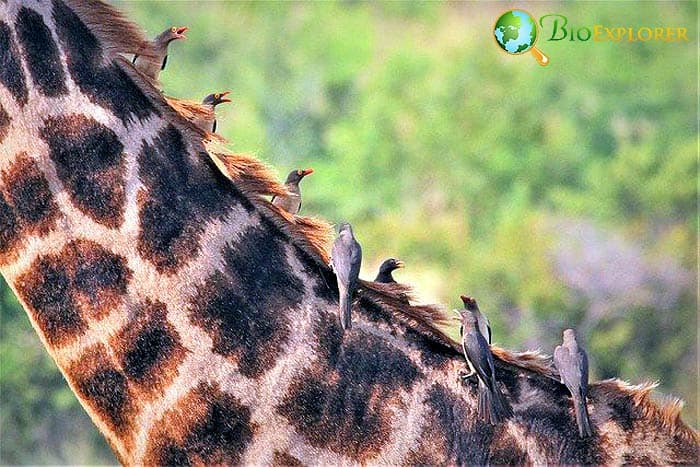 Birds Feeding On Giraffes