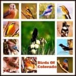 Birds of Colorado