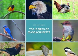 Birds of Massachusetts