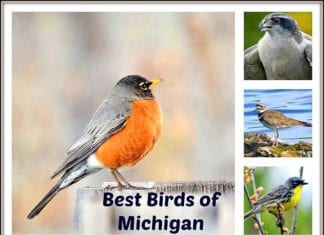 Birds of Michigan