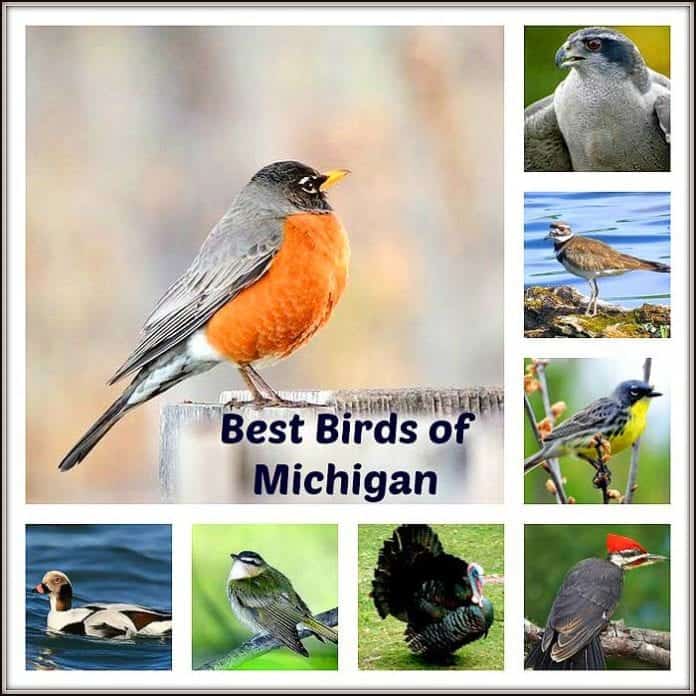 Birds of Michigan