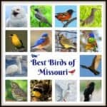 Birds of Missouri