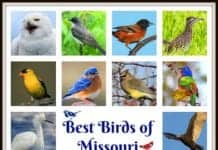 Birds of Missouri