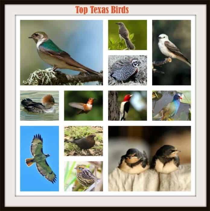 Texas Birds