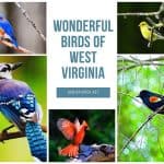 Birds of West Virginia