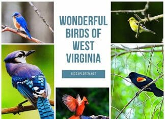 Birds of West Virginia