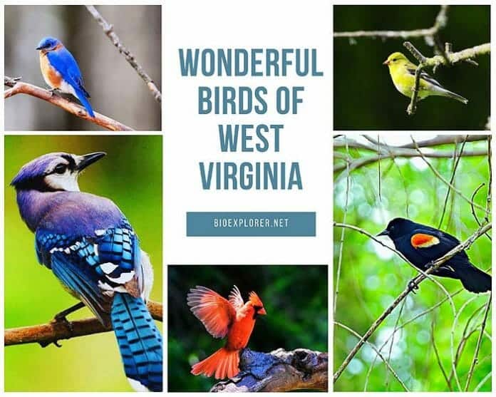 Birds of West Virginia