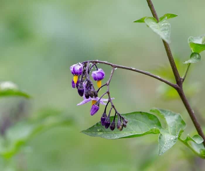 Bittersweet Flower Plant