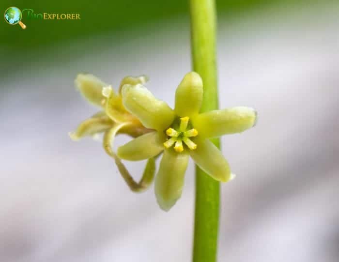 Black Bryony