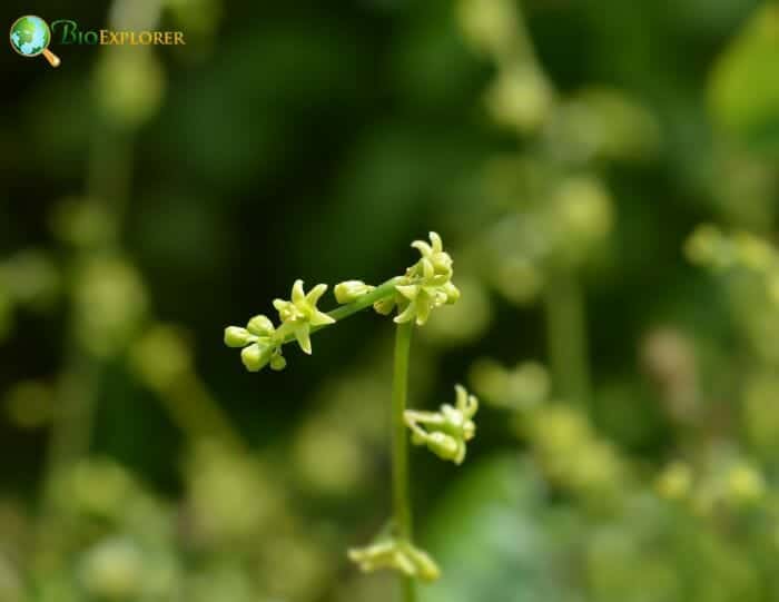 Black Bryony Flower