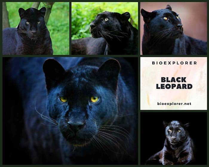 Black Leopard