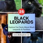 black leopards facts