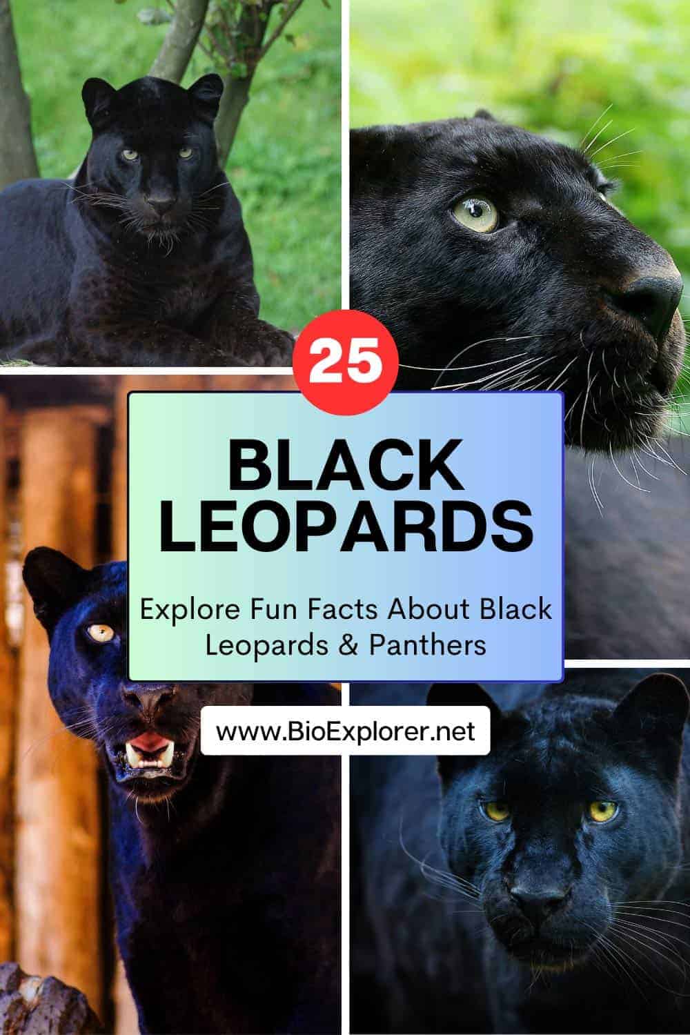 black leopards facts