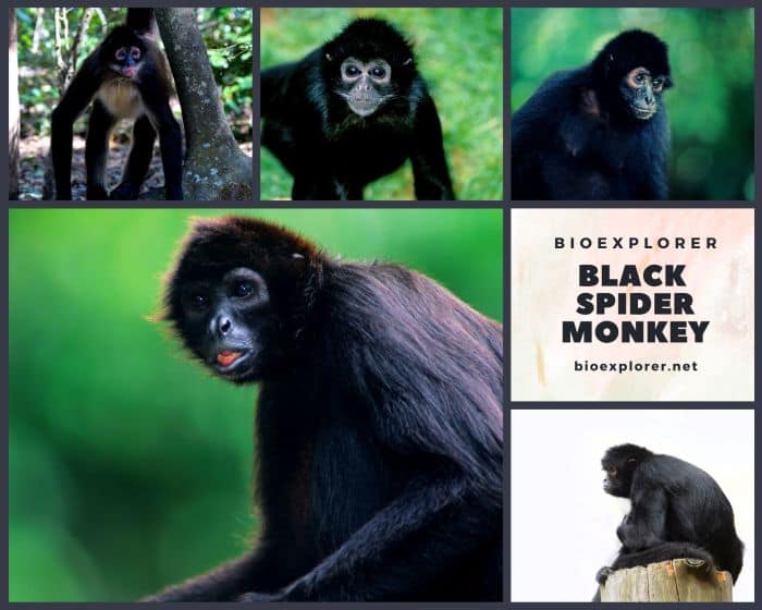 Black Spider Monkey