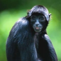 black spider monkey