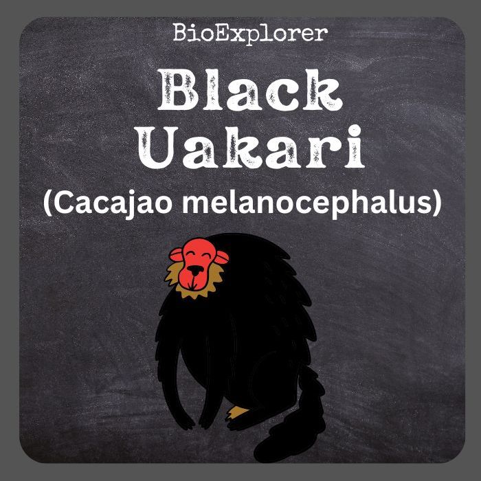 Black Uakari