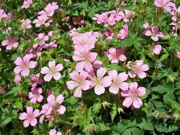 Bloody Geranium