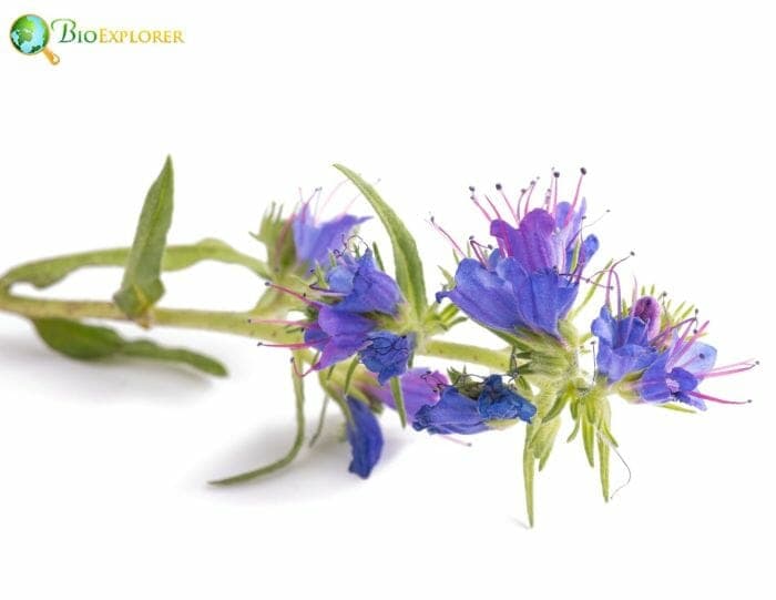 Blue Bugloss Flowers