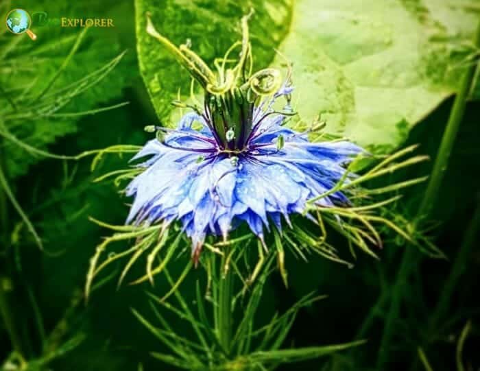 Blue Love In A Mist Flowers