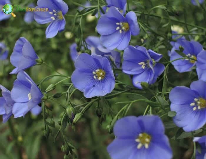 Perennial Flowers