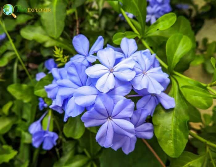 Blue Periwinkle Flowers