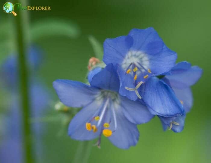 Blue Polemonium Flowers