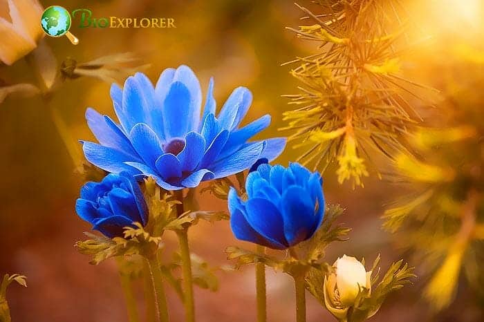 Blue Anemone Flower