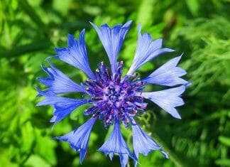 Blue Bachelor's Button Flower