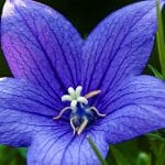 Blue Balloon Flower