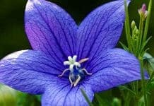 Blue Balloon Flower