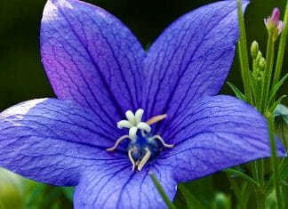 Blue Balloon Flower