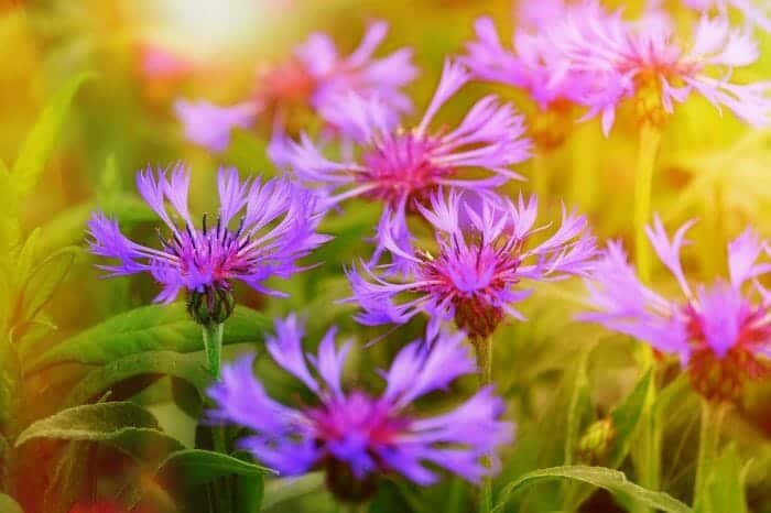 Blue Bottle Flowers