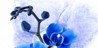 Blue Flowers