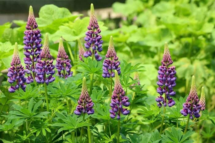 Bluebonnet Flowers