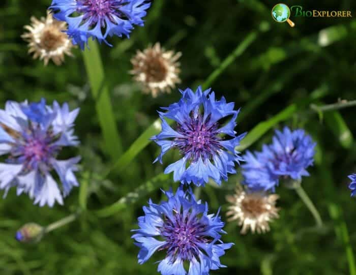 Bluish Centaurea Cyanus Flowers