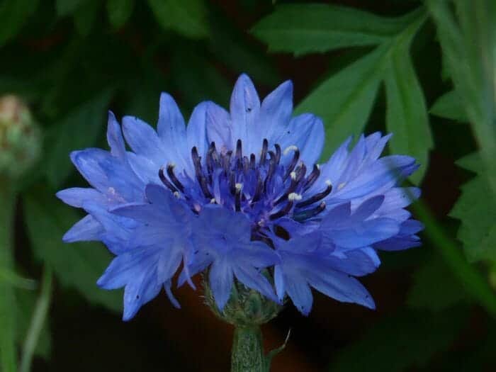 Bluish Centaurea Cyanus Flower