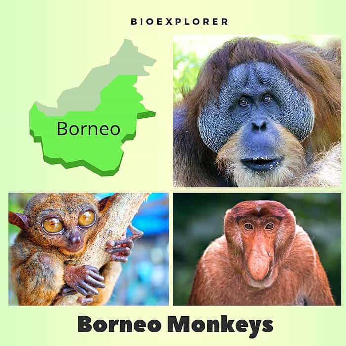 Borneo Monkeys