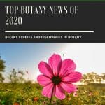 Botany News 2020