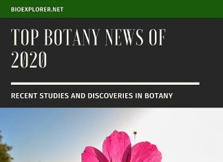 Botany News 2020