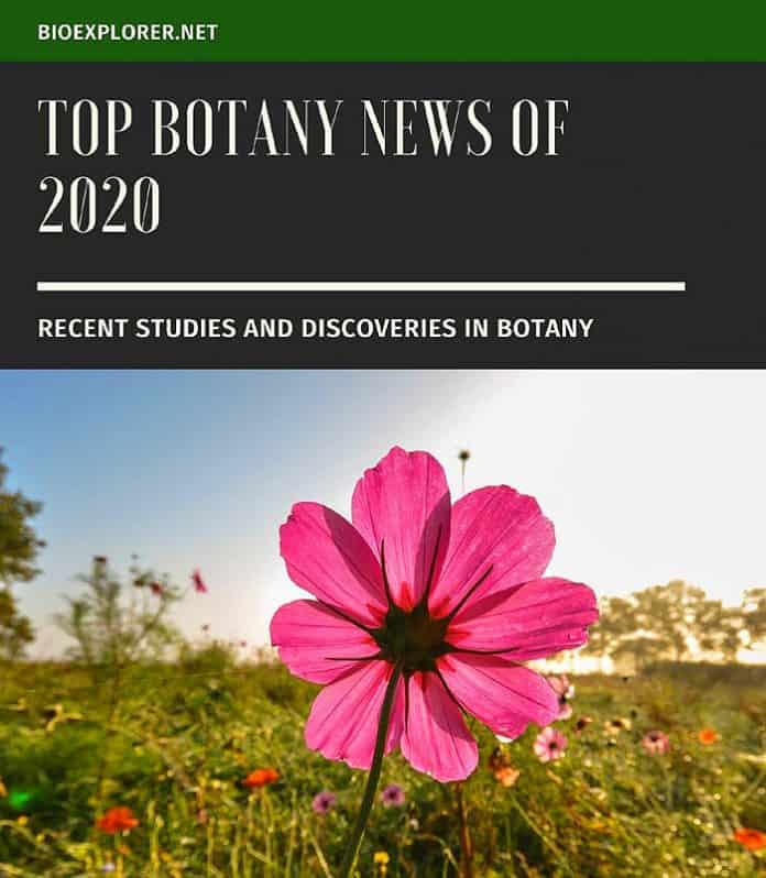 Botany News 2020