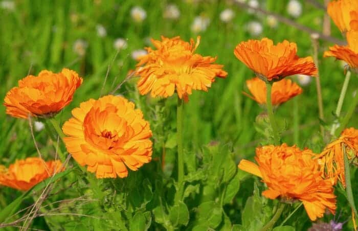 Bright Orange Calendula Flower